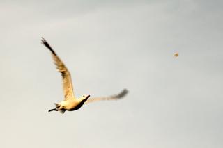 album/DSC_0466.jpg