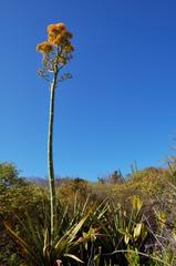album/agave_karatto.jpg