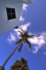 album/bermuda_palm_tree.jpg