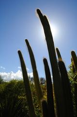 album/cactus_cierge.jpg