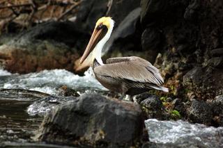 album/chatham_pelican1.jpg