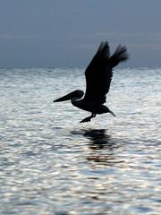 album/chatham_pelican4.jpg