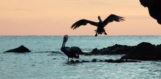 album/chatham_pelicans2.jpg