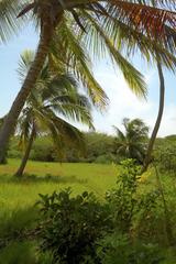 album/green_grass.jpg