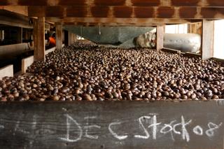 album/nutmeg_shelf.jpg