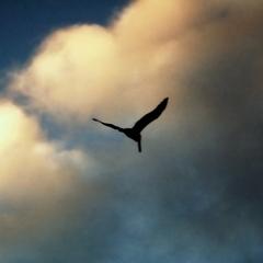 album/pelican_tom.jpg