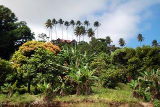 album/verdure.jpg