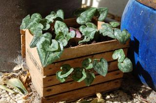 A Dieu vat, joli jardin !